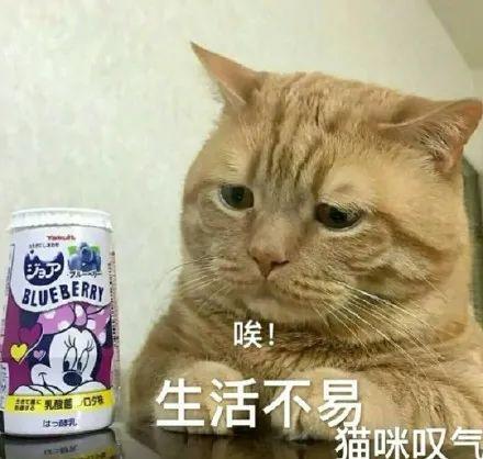 娱乐圈吃瓜猫咪是谁呀,揭秘网络红星的幕后推手